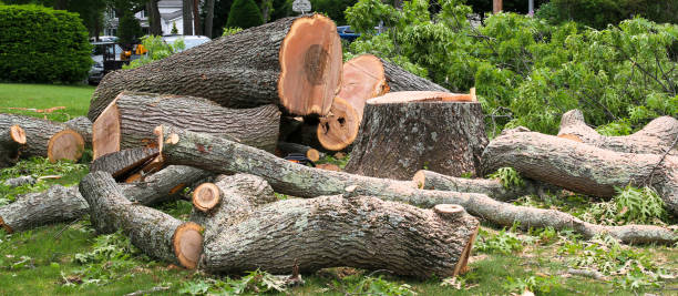 Best Tree and Shrub Care  in Greybull, WY